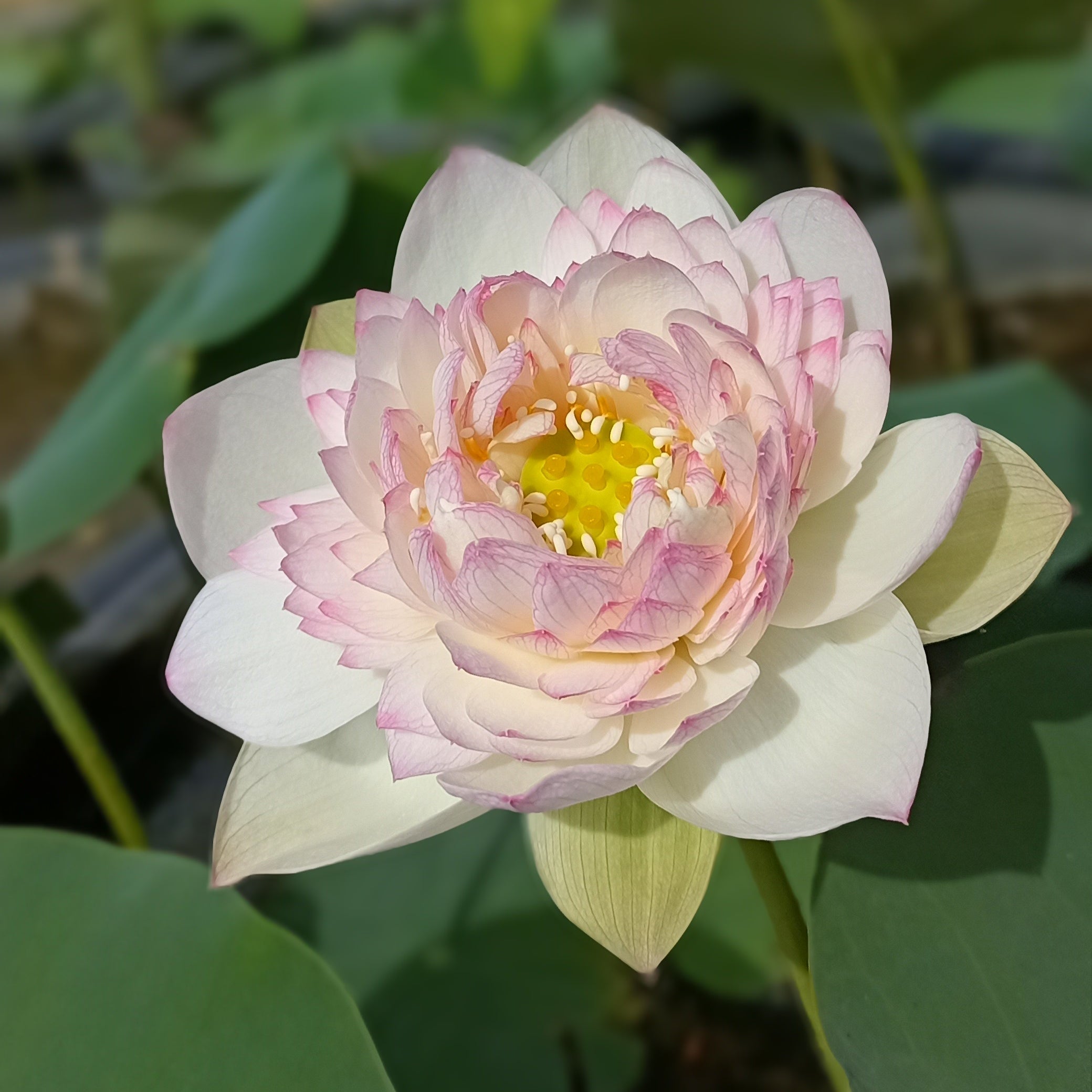 Buddha Sound- Lotus